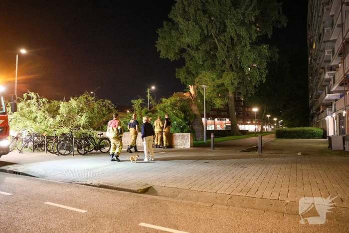 Vrouw ontdekt omgevallen boom