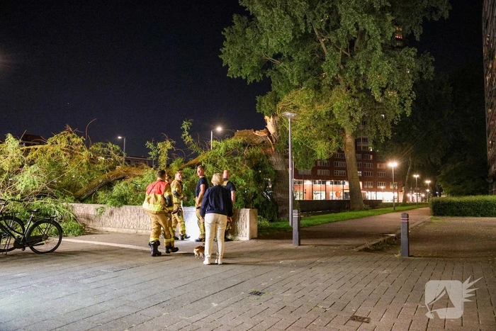 Vrouw ontdekt omgevallen boom