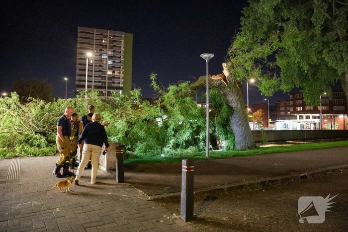 Vrouw ontdekt omgevallen boom