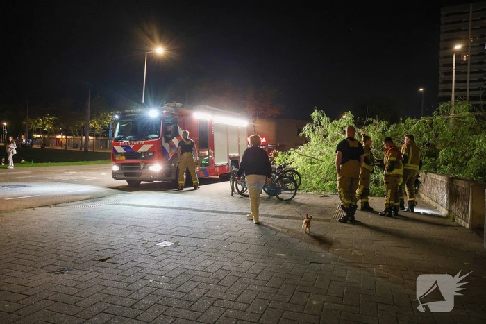 Vrouw ontdekt omgevallen boom
