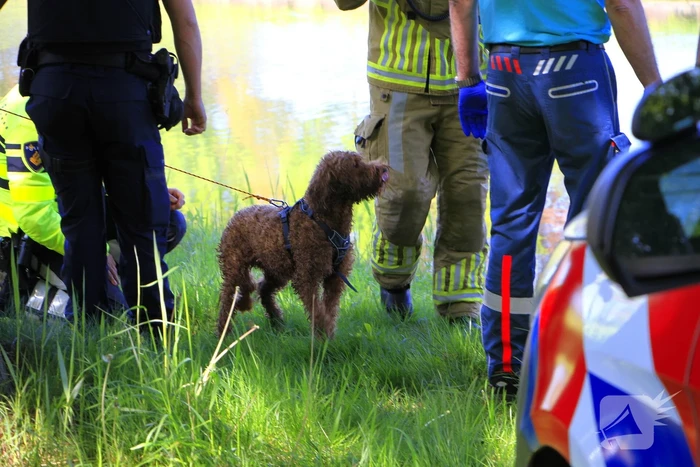 Hond en eigenaar vallen in water