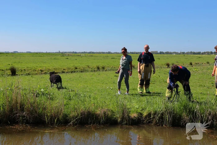 Brandweer redt schaap uit het water