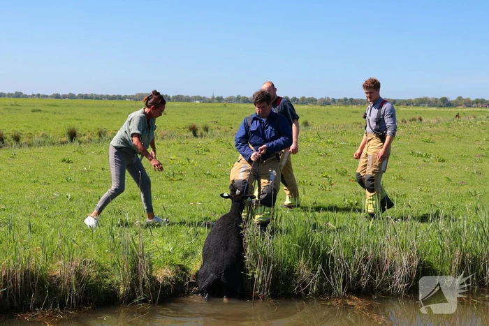 Brandweer redt schaap uit het water