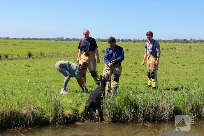 Brandweer redt schaap uit het water