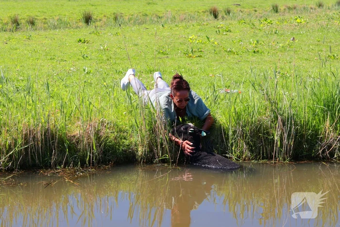 Brandweer redt schaap uit het water