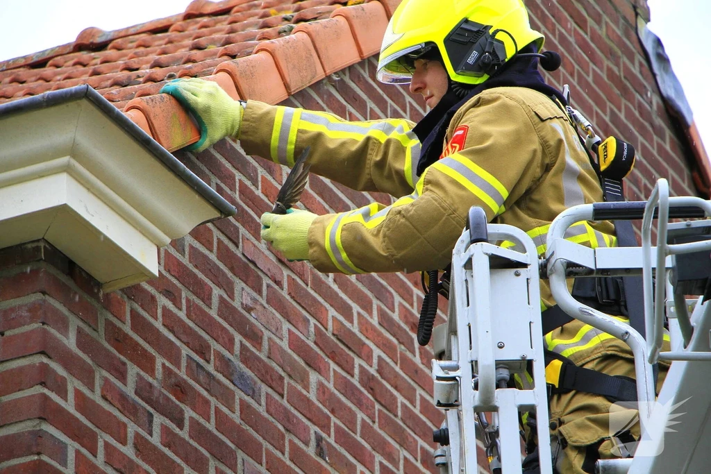 Jan Truijenstraat 112 meldingen Weert 
