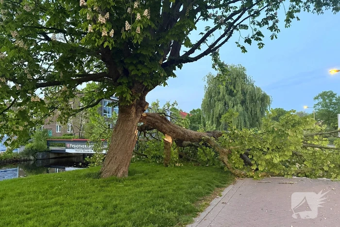Enorme tak breekt van boom
