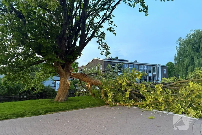Enorme tak breekt van boom