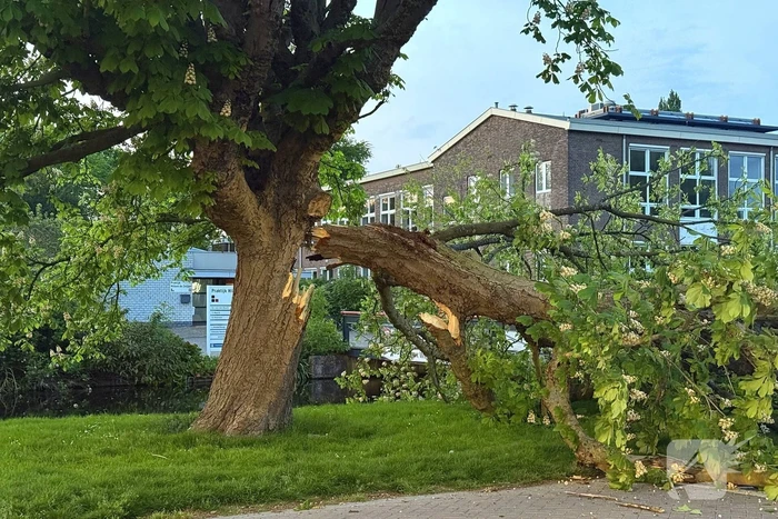 Enorme tak breekt van boom