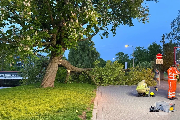 Enorme tak breekt van boom