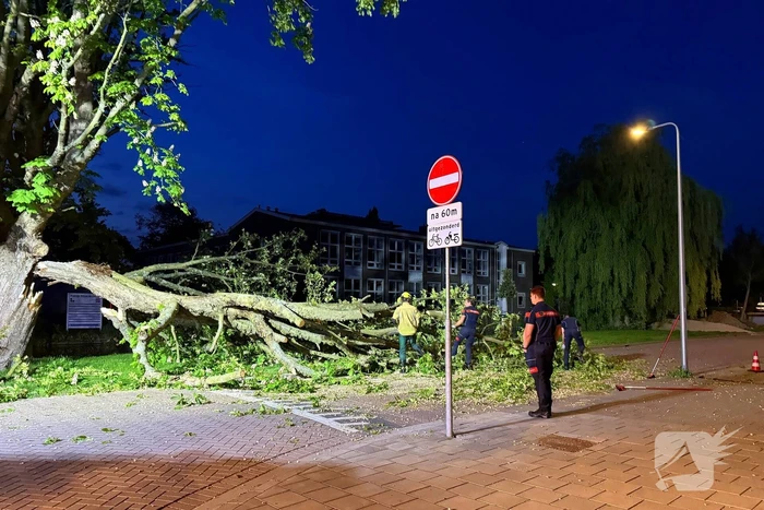 Enorme tak breekt van boom