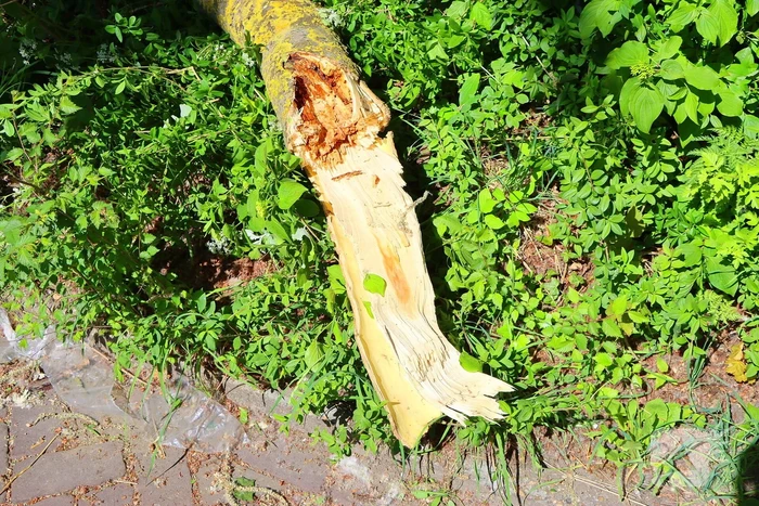 Takken vallen uit boom