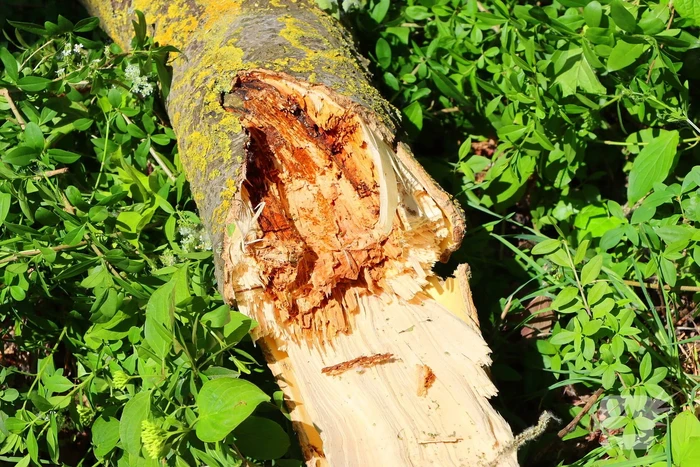 Takken vallen uit boom