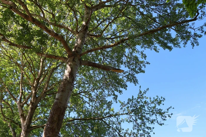 Takken vallen uit boom