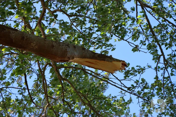 Takken vallen uit boom