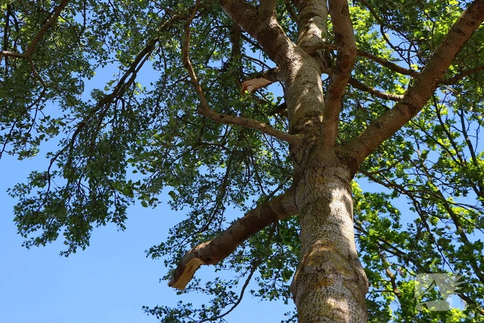 Takken vallen uit boom