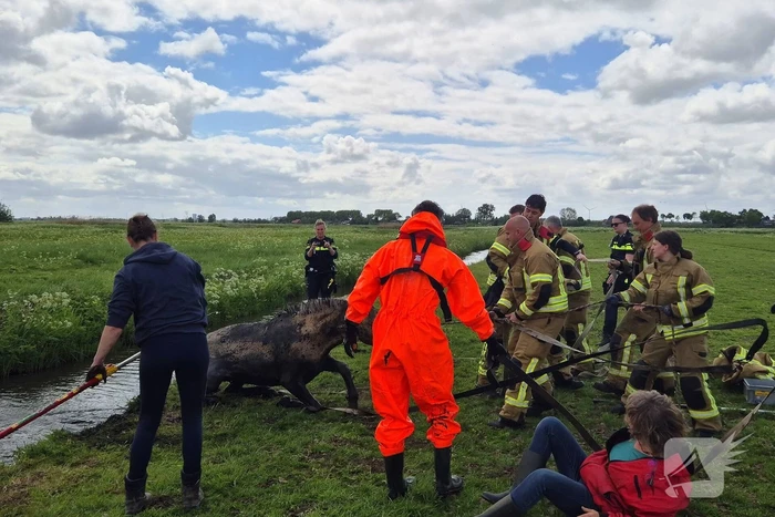 Brandweer en politie redden te water geraakte paard