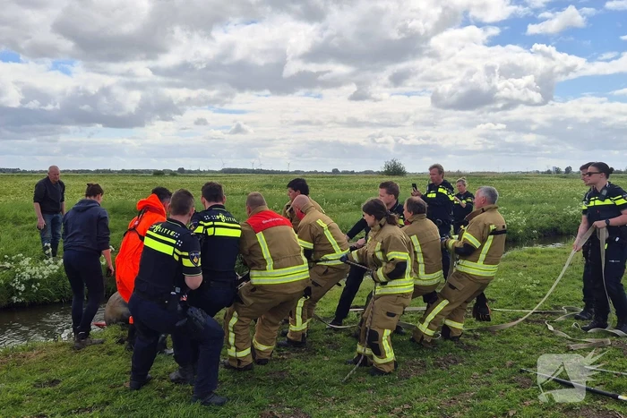 Brandweer en politie redden te water geraakte paard