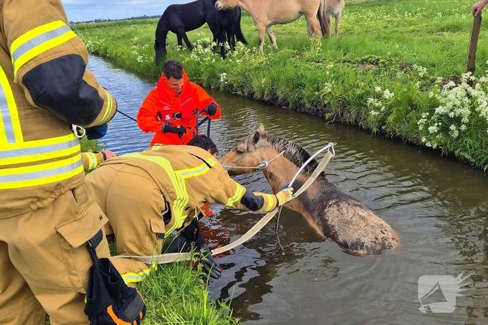 Brandweer en politie redden te water geraakte paard