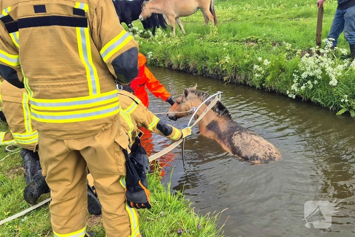 Brandweer en politie redden te water geraakte paard