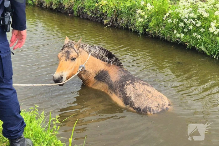 Brandweer en politie redden te water geraakte paard