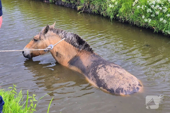 Brandweer en politie redden te water geraakte paard