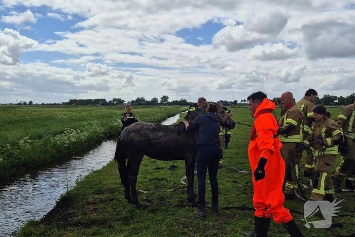Brandweer en politie redden te water geraakte paard