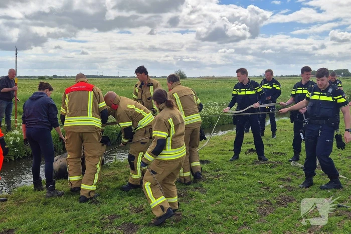 Brandweer en politie redden te water geraakte paard