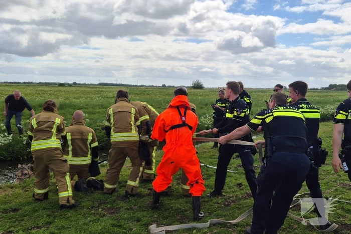 Brandweer en politie redden te water geraakte paard