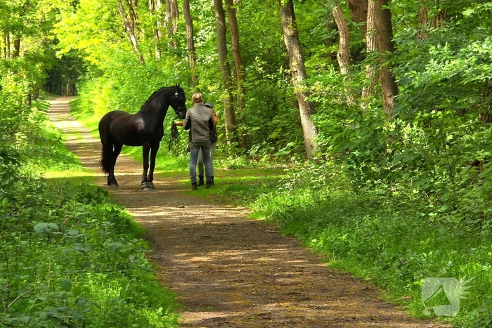 Twee gewonden bij ongeval met paard en wagen