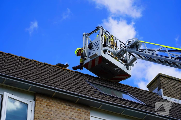Brandweer haalt kat van nok van dak