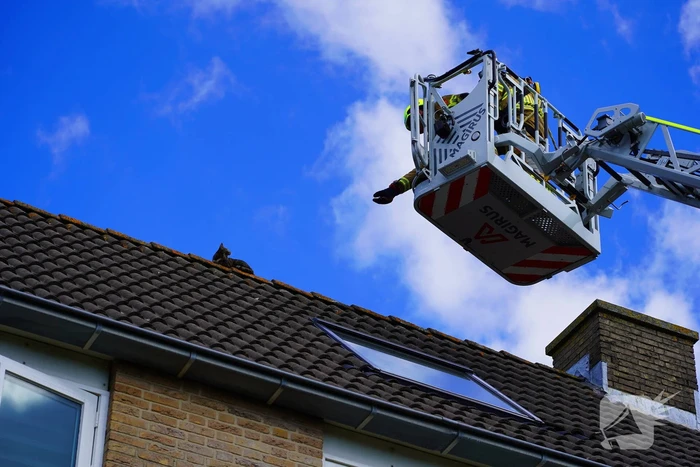 Brandweer haalt kat van nok van dak