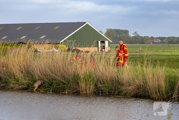 Brandweer ingezet voor hond te water