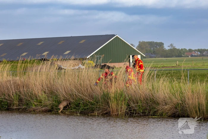 Brandweer ingezet voor hond te water