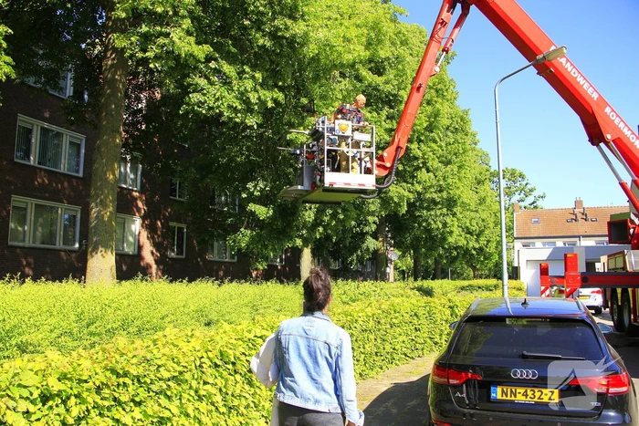 Brandweer komt in actie voor vastzittende kat