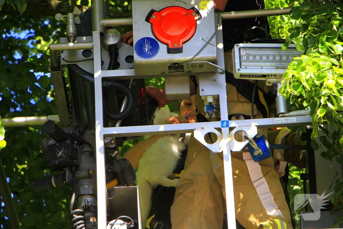 Brandweer komt in actie voor vastzittende kat