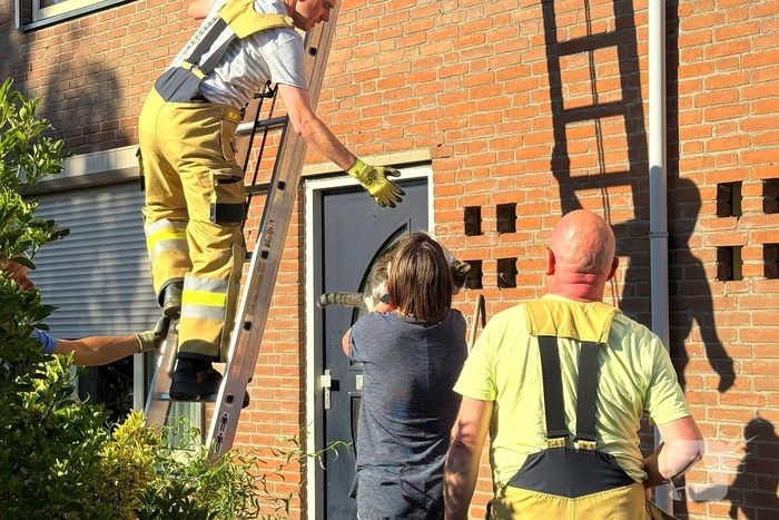 Kat kruipt onder dakpannen, brandweer bevrijdt kat