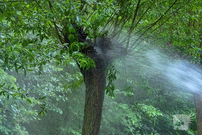 Brandweer blust brandende boom