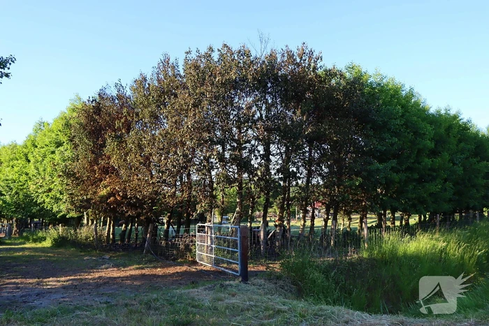 Bomen en pipowagen in brand