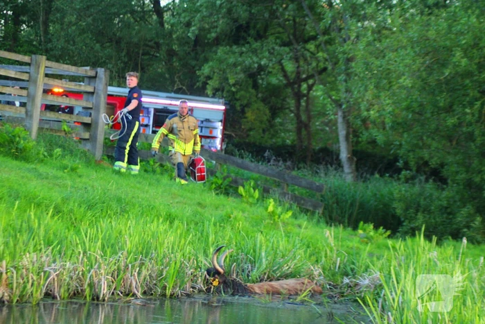Brandweer redt uit uitgeputte Schotse Hooglander uit sloot