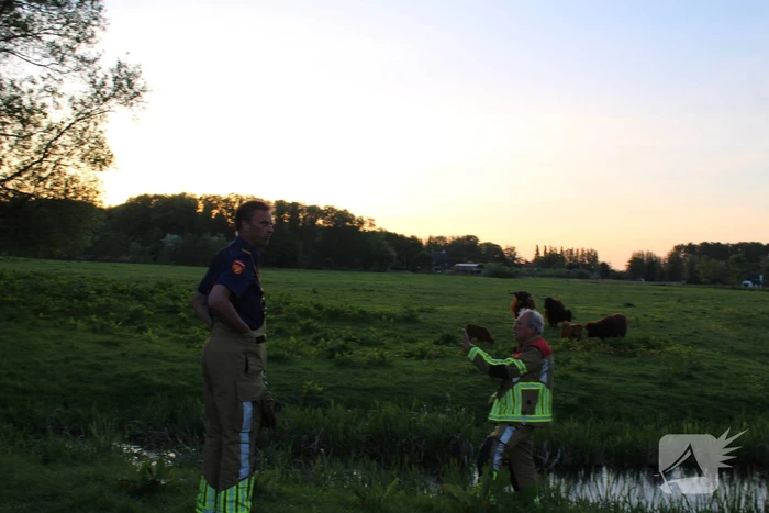Brandweer redt uit uitgeputte Schotse Hooglander uit sloot