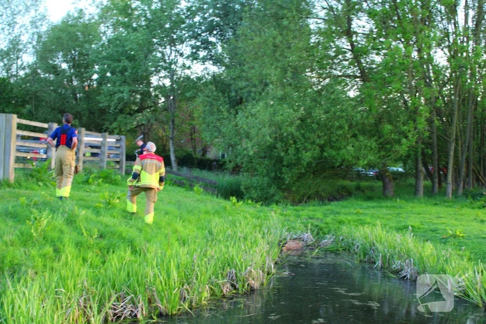 Brandweer redt uit uitgeputte Schotse Hooglander uit sloot