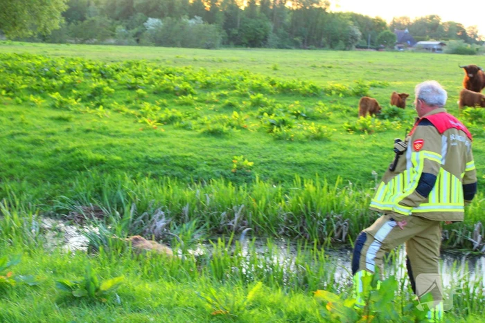Brandweer redt uit uitgeputte Schotse Hooglander uit sloot