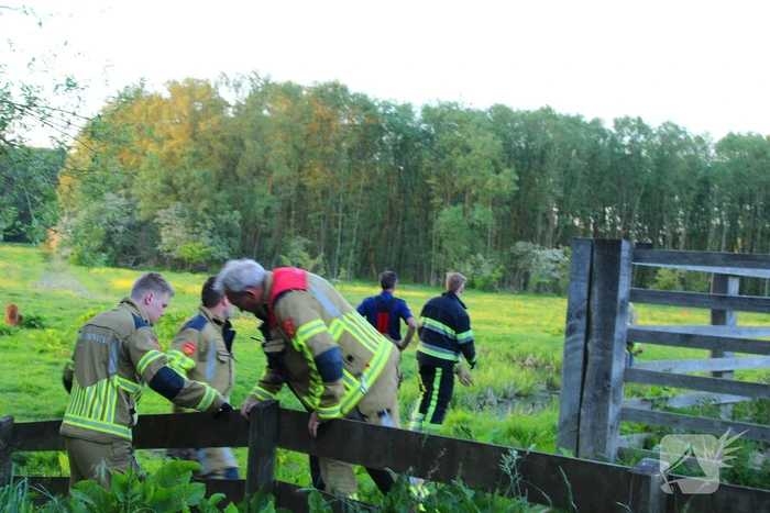 Brandweer redt uit uitgeputte Schotse Hooglander uit sloot