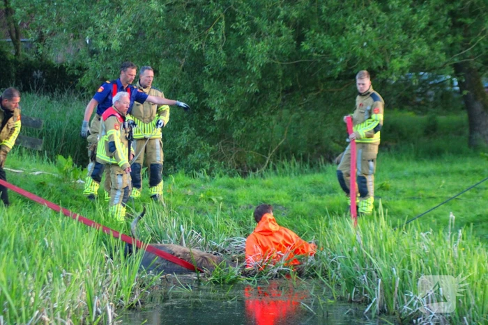 Brandweer redt uit uitgeputte Schotse Hooglander uit sloot