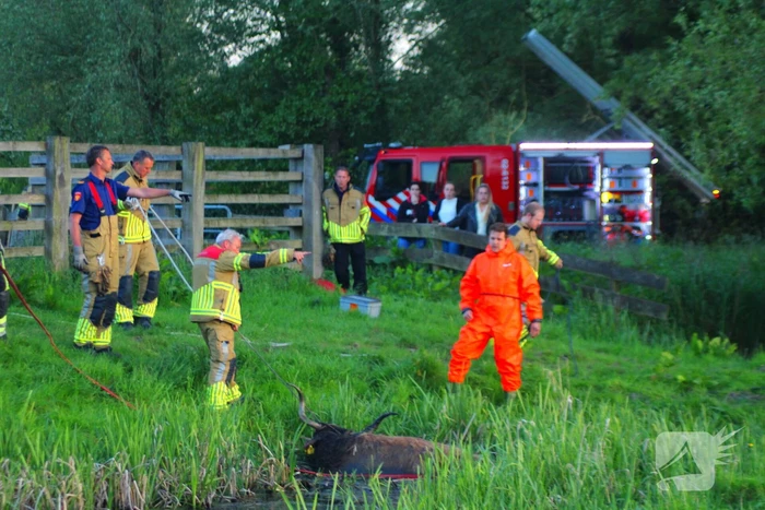 Brandweer redt uit uitgeputte Schotse Hooglander uit sloot