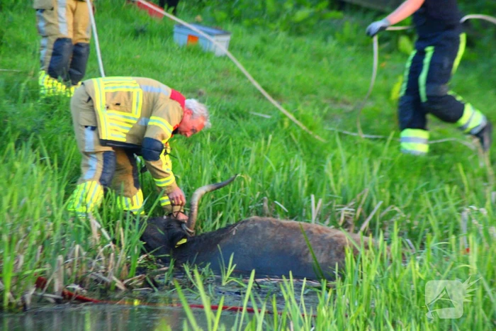 Brandweer redt uit uitgeputte Schotse Hooglander uit sloot