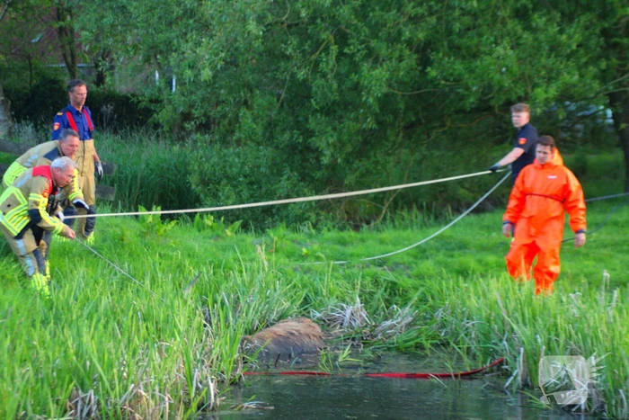 Brandweer redt uit uitgeputte Schotse Hooglander uit sloot