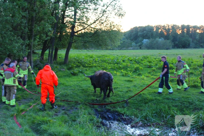 Brandweer redt uit uitgeputte Schotse Hooglander uit sloot