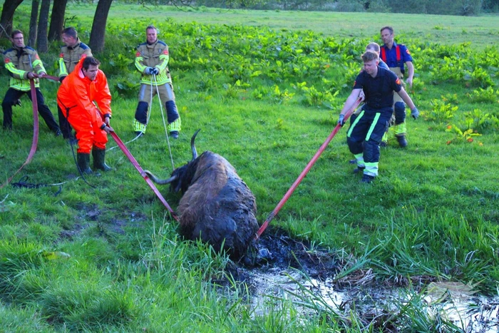Brandweer redt uit uitgeputte Schotse Hooglander uit sloot